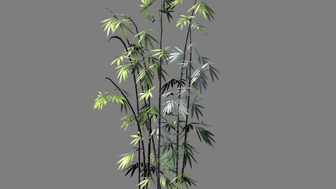 Journey to the West - Putuoshan - Bamboo 011