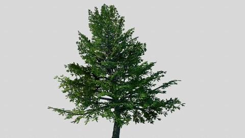 Sennard - evergreen 31