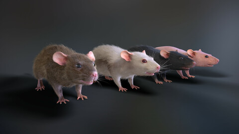 Rats with low poly fur