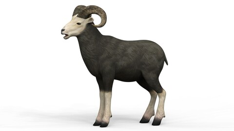 Sheep 3D Model