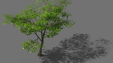 New Village - Landscape 02