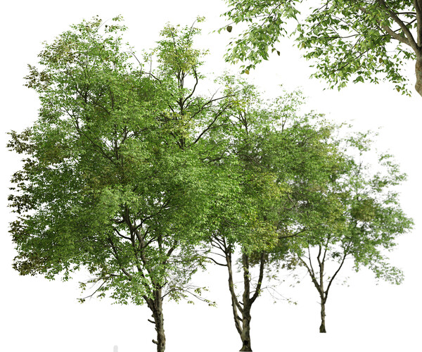 ArtStation - Set of Chinese ash Tree (Fraxinus chinensis) (2 Trees ...