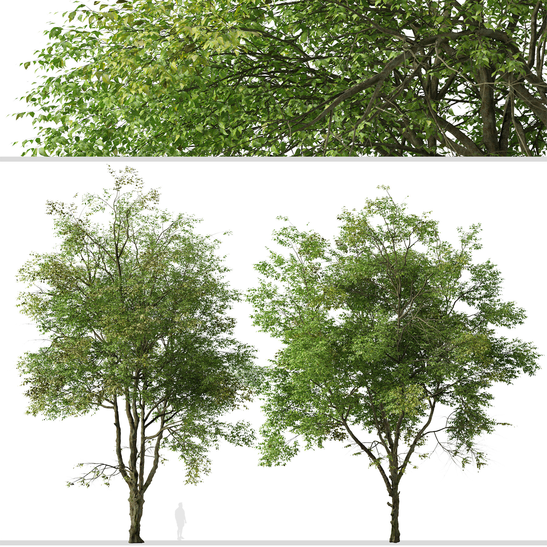 Artstation - Set Of Chinese Ash Tree (fraxinus Chinensis) (2 Trees 