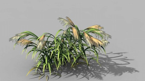 Brutal tribe - reed 02