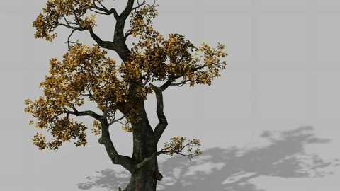 Brutal tribe - tree 16