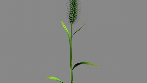 Weed plants - dog tail grass 01