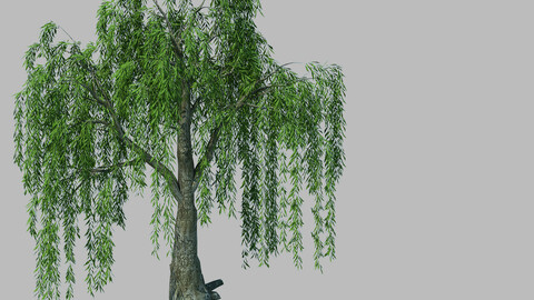 Plant - willow 1-1