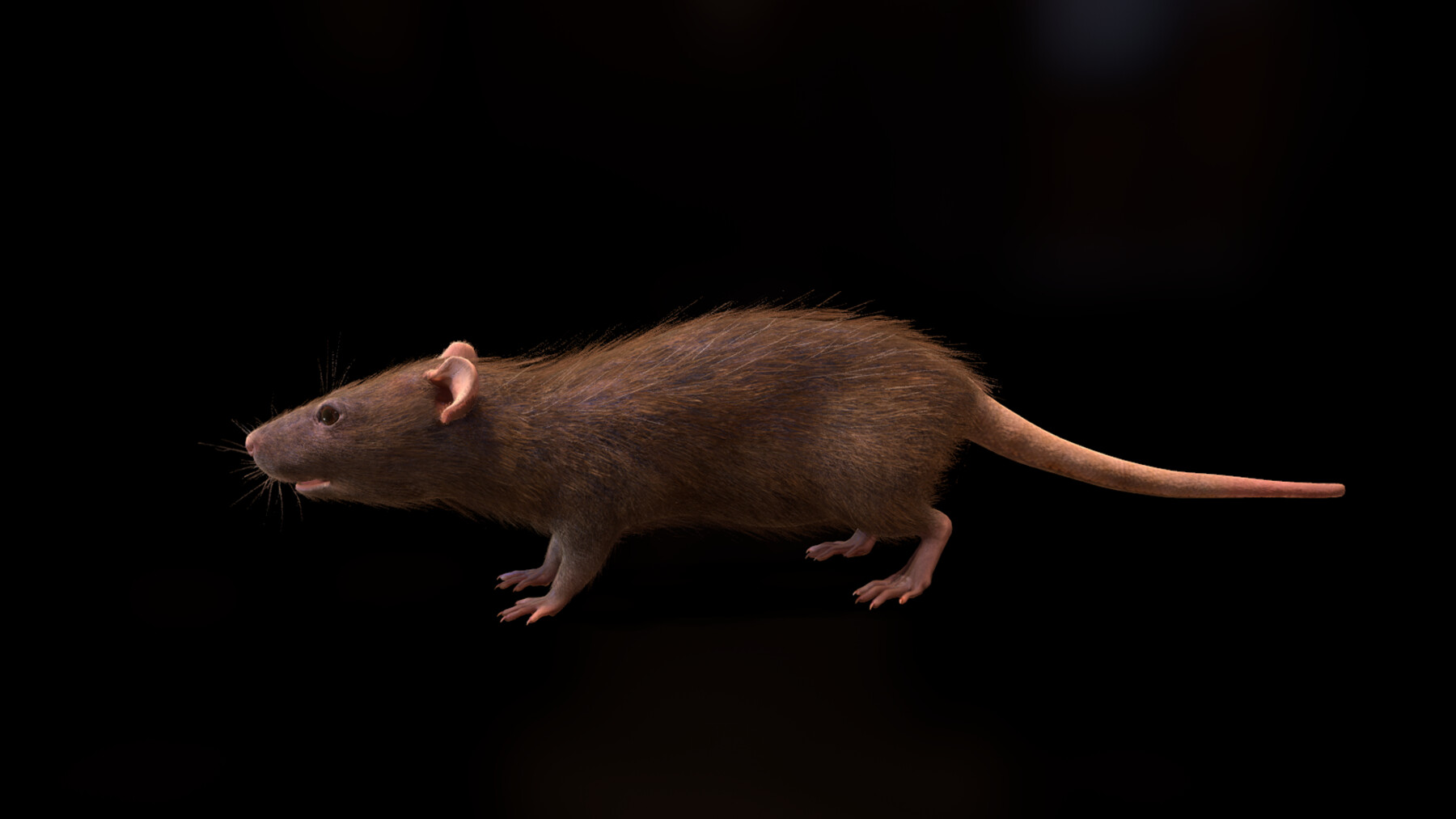 ArtStation - Brown rat with low poly fur | Resources