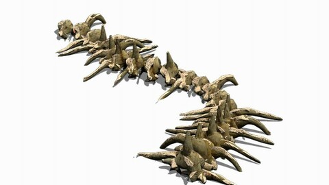 Desert - Bone Fossil 02