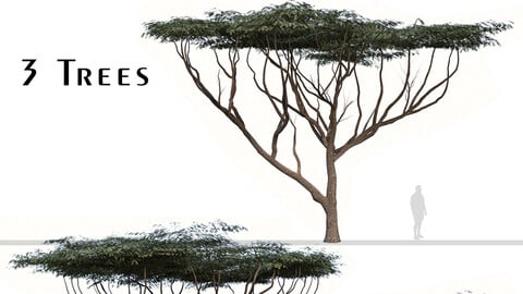 Set of Acacia tortilis Tree (Vachellia tortilis) (2 Trees)
