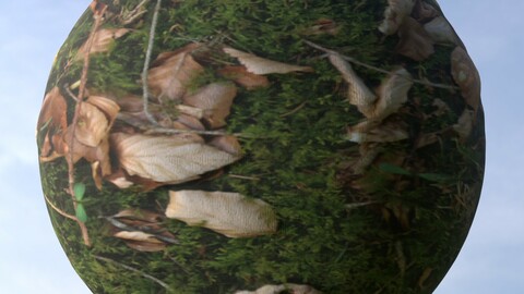 Forest Ground 9 PBR Material