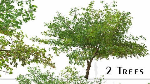 Set of Terminalia catappa Tree (Indian almond) (2 Trees)
