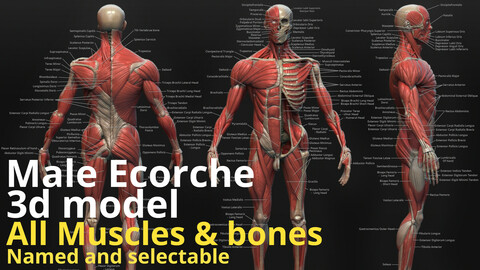 3d Male Ecorche reference model - Seperated and named Parts