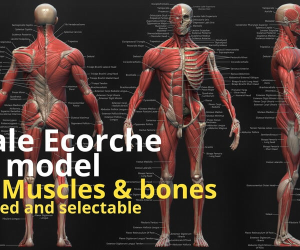 Artstation Digital 3d Ecorche Anatomy Reference Resou 