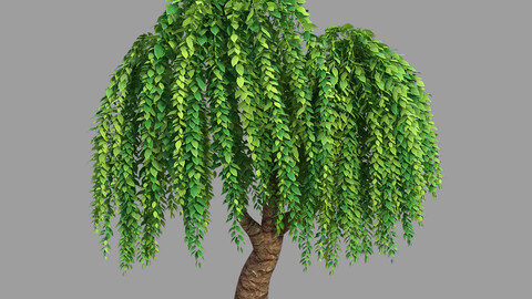 100 acres of forest - willow 21