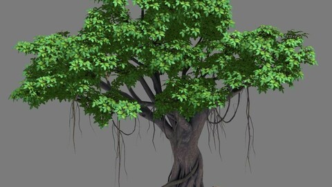 Large Plant - Rongshu 06