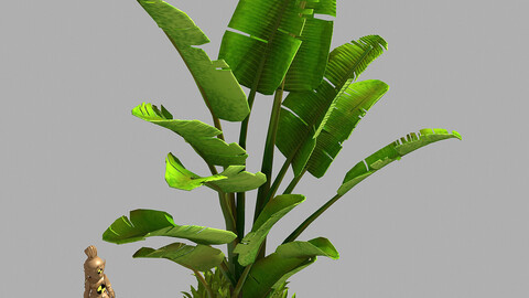 Large leaf plant - tree 32