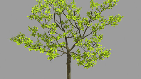 Many leaves - tree 32