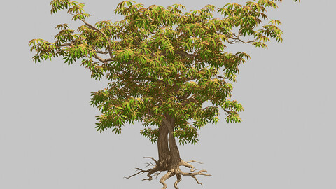 Sharp leaves - Tree 32