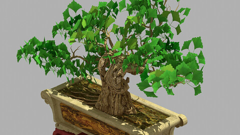 Potted plants - Ginkgo 65