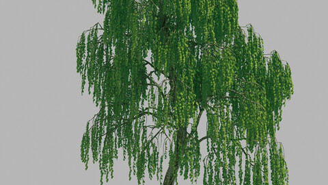 Forest - Birch Tree 45