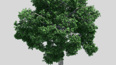 Forest - Ash Tree 32