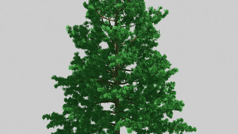 Forest - White Pine 78