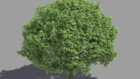 Forest - Brittle Willow 43