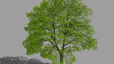 Forest - Eucalyptus 98