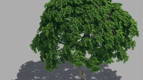 Forest - Goose Maple 23