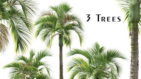 Set of Umbrella palm Tree (Hedyscepe canterburyana) (3 Trees)