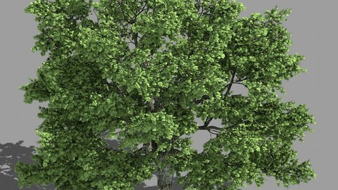 Forest - Tall Eucalyptus 32