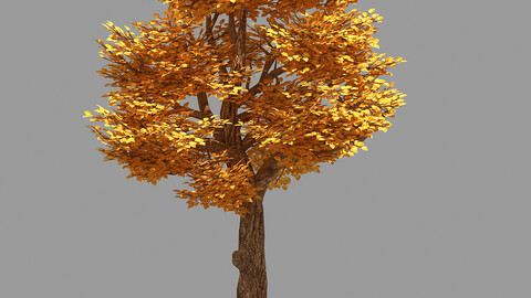 Forest - Populus 004