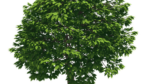 Forest - Cassia Tree 38