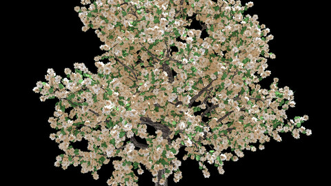 Forest - Pear - Pear Tree