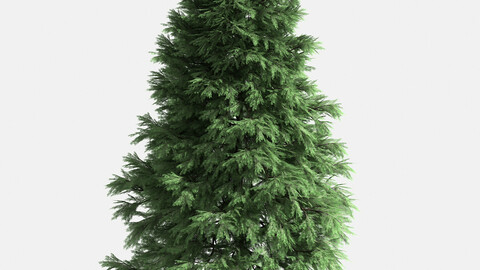 Forest - Scotia Pine 25