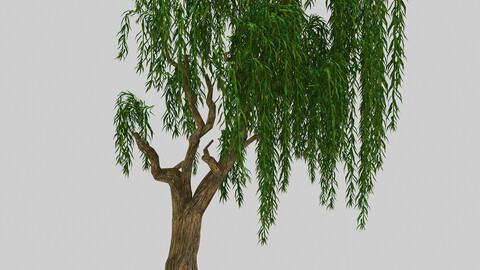 Forest Plant - Willow 92