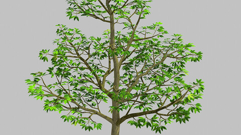 Forest Plants - Trees 64