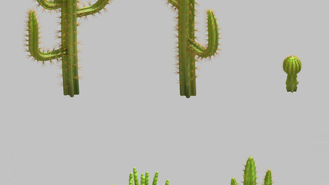 Desert Plant - Cactus 09