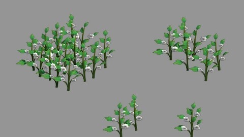 Western Suburbs - Cotton 03