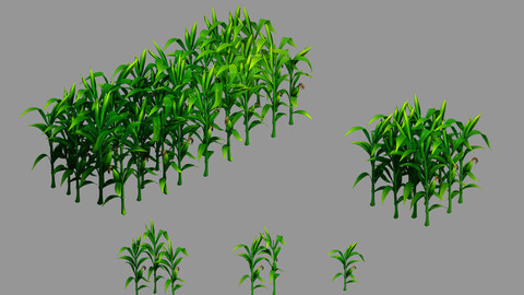 Western Suburbs - Maize 32