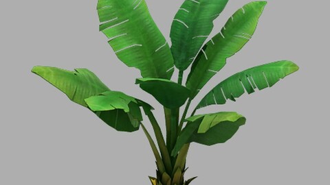 Plant - Plantain Tree 067