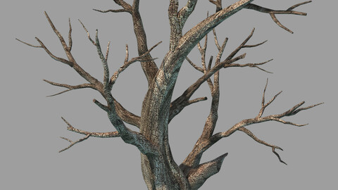 Plants - Deciduous 68