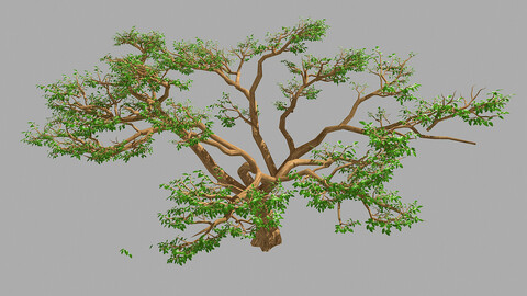 Plant - Green - Tree 04