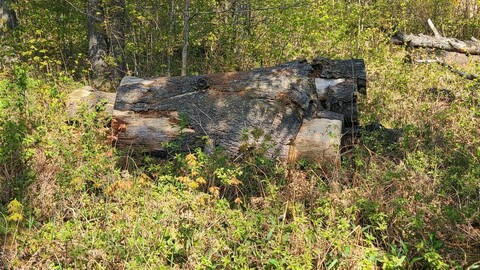 Fallen Log in the Woods