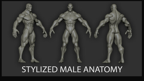 Stylized male anatomy