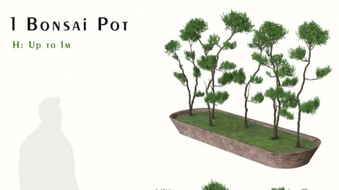 Bonsai Tree Pot (Juniperus chinensis)