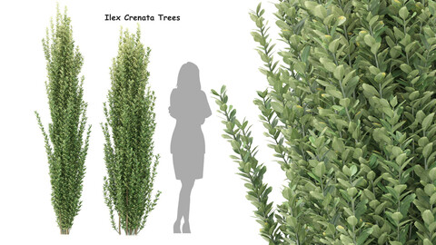 Ilex crenata tree