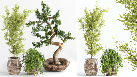 indoor plant collection002