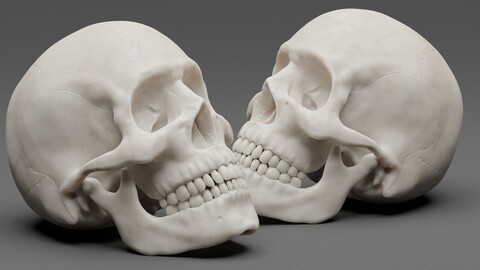 Photorealistic human skull